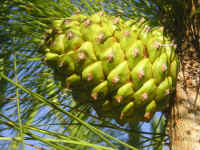 P�gina web de Pedrajas  de San Esteban