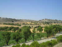 Cotarron