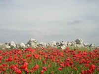 Monte de Pedrajas