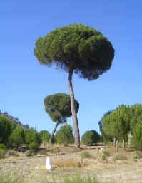 Valdevacas_15a_small.JPG (11687 bytes)