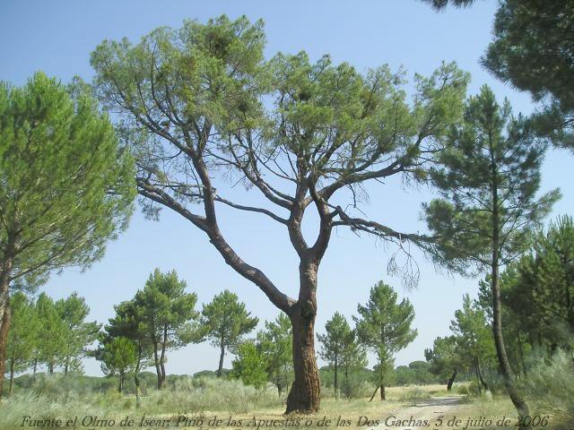 Pino de las Apuestas o de las dos Gachas - Fuente el Olmo de scar, ao 2006 .